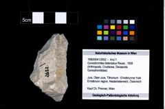 Foto (Objekt + Etikett) von Goniodromites bidentatus (Reuss, 1858)  (NHMW-GEO-1990-0041-2652)